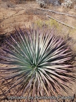 30143 RapCactus Raimondo Paladini